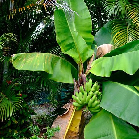 Nid Kreyol Villa Sainte-Anne  Exteriör bild