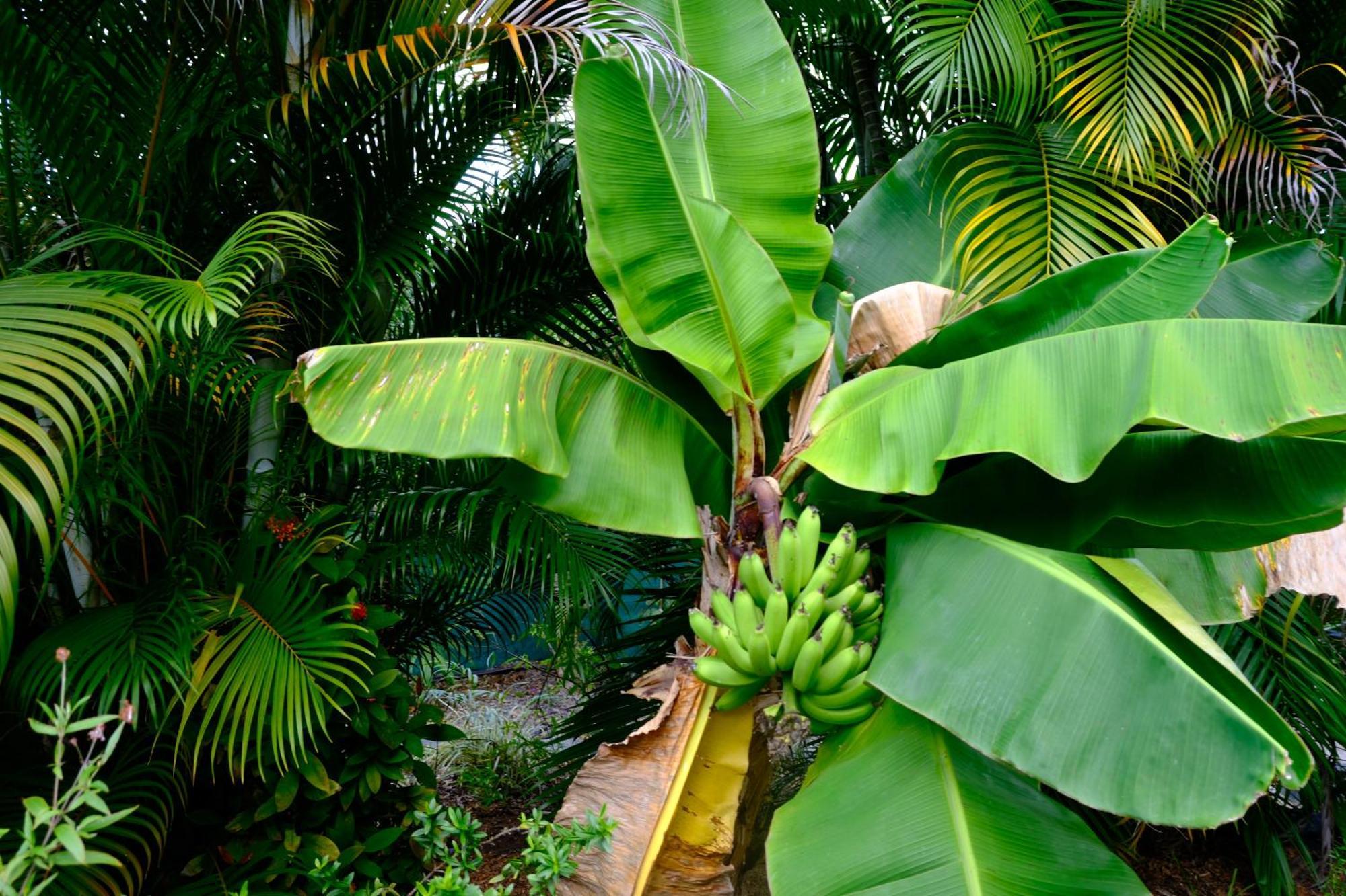 Nid Kreyol Villa Sainte-Anne  Exteriör bild